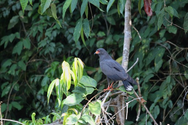 male Snail Kite