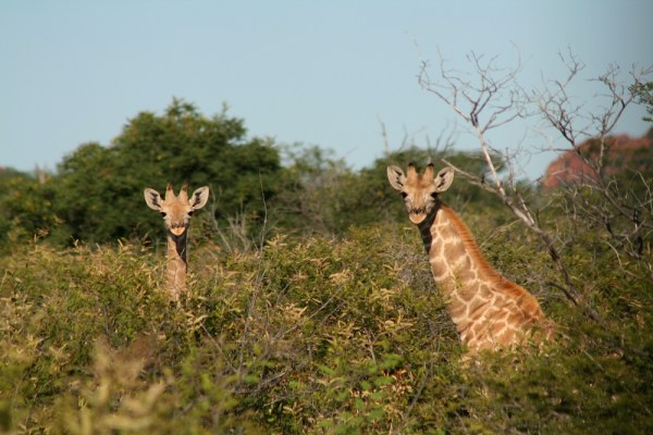 two young giraffes in the Waterberg National Park