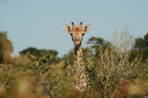young giraffe