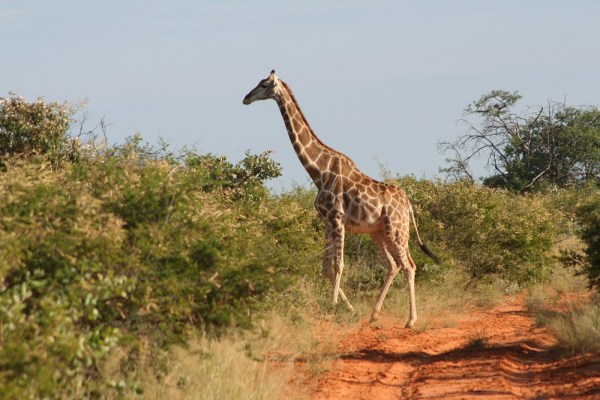 giraffe in the Waterberg National Park