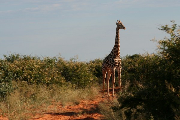 giraffe in the Waterberg National Park