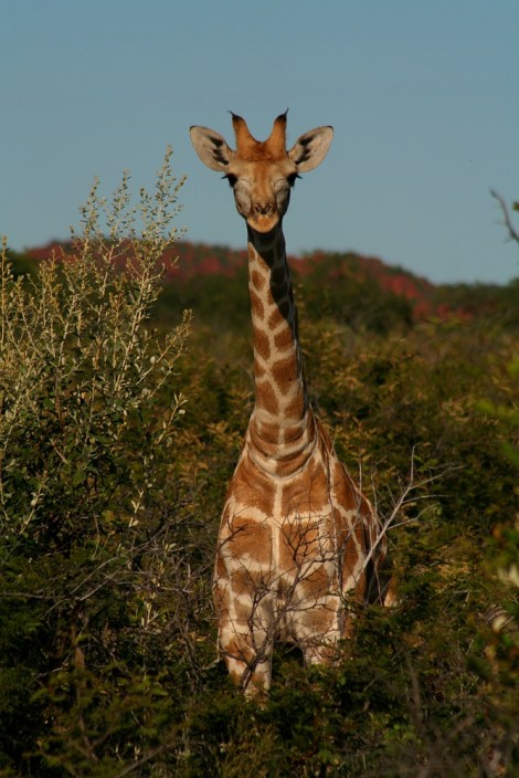 curious young giraffe