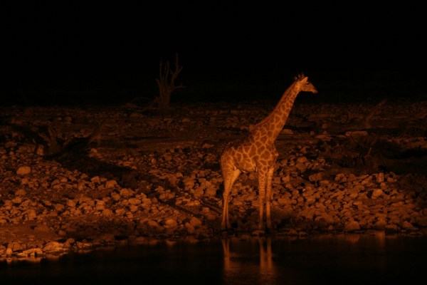 giraffe at night