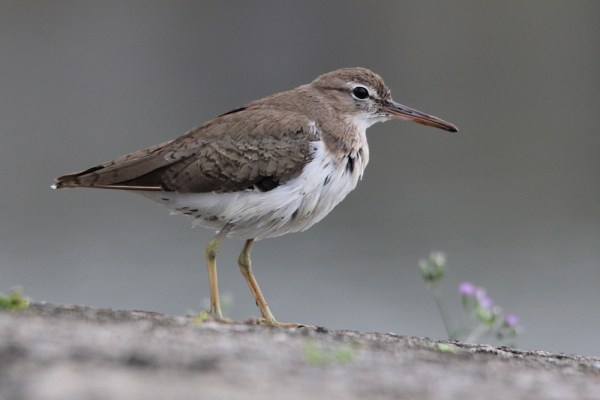 Spotted Sandpiper