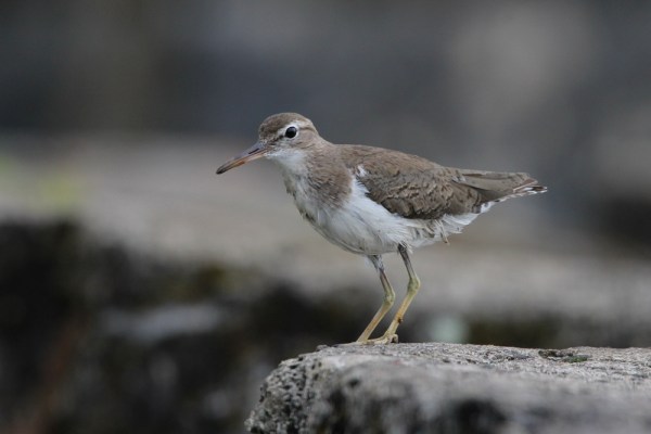 Spotted Sandpiper