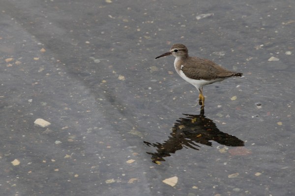Spotted Sandpiper