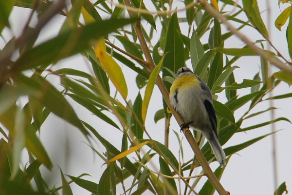 Yellow-breasted Tit