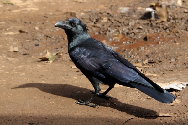 Indian Jungle Crow