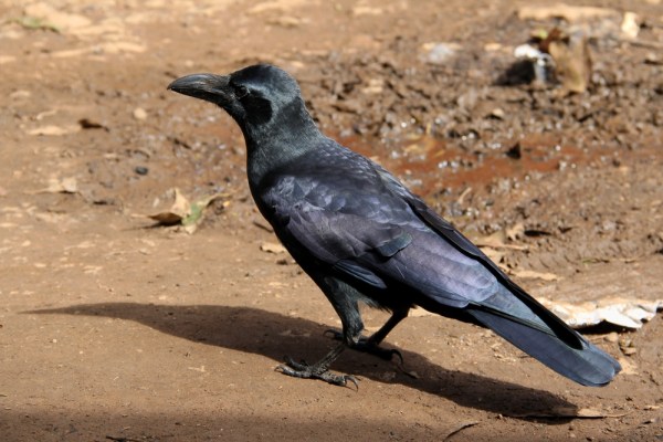 Indian Jungle Crow
