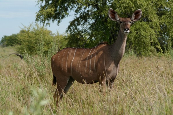 female Kudu