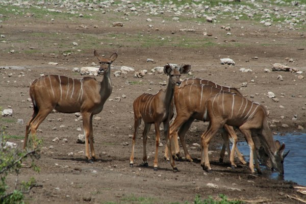 young kudus