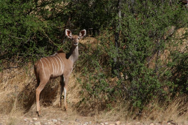 female Kudu