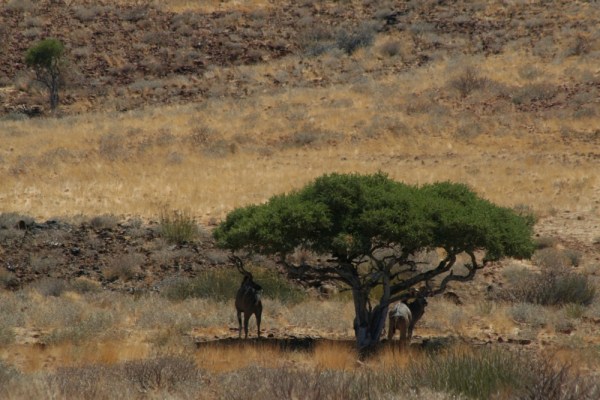 seeking shade during the afternoon heat