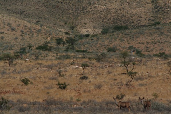 kudus in the Namibian countryside