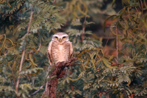 Spotted Owlett in Ranthambore National Park