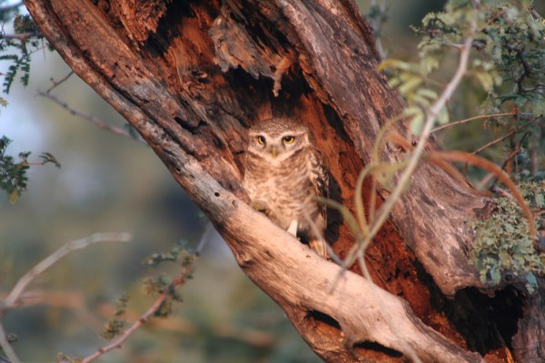 Spotted Owlett in Ranthambore National Park