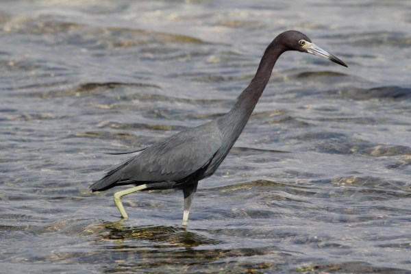 Little Blue Heron