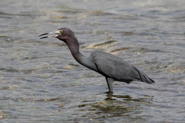 Little Blue Heron