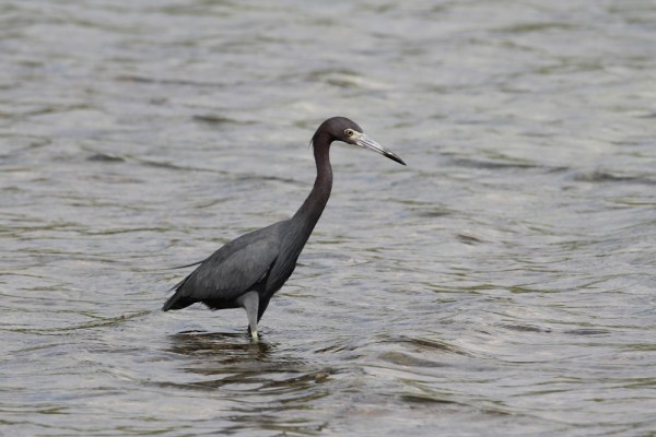 Little Blue Heron