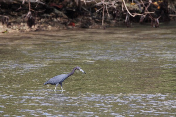 Little Blue Heron