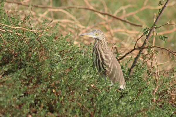 Indian Pond Heron in Bhuj
