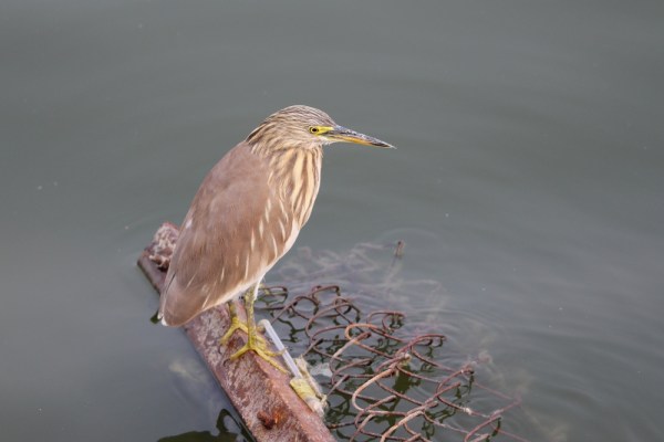 Indian Pond Heron near Jaipur