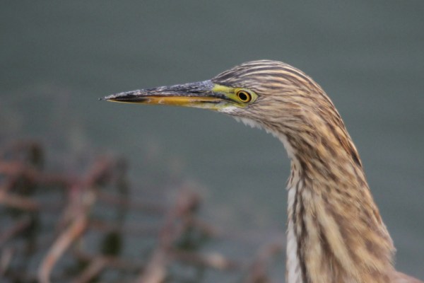 Indian Pond Heron near Jaipur