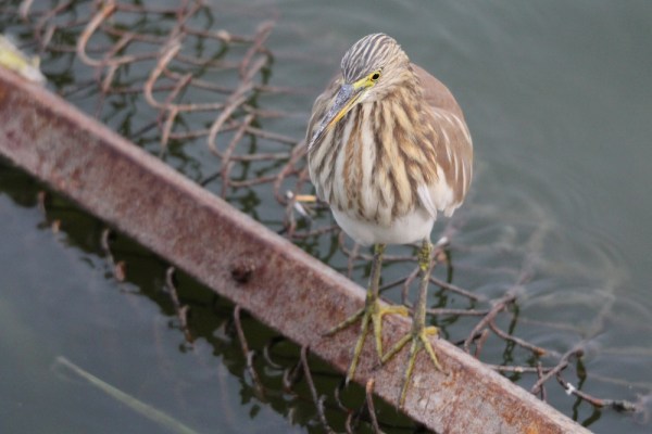 Indian Pond Heron near Jaipur
