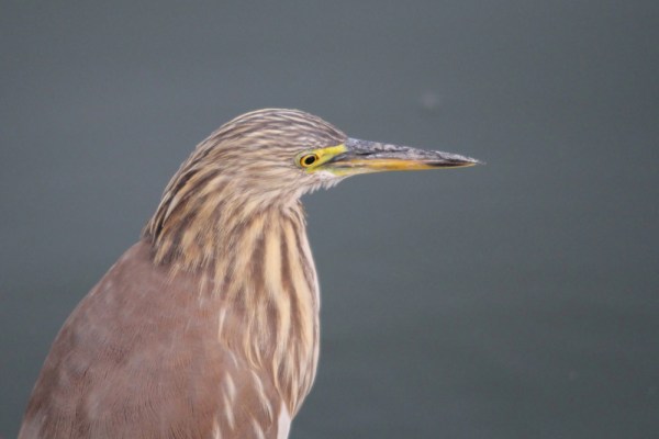 Indian Pond Heron near Jaipur