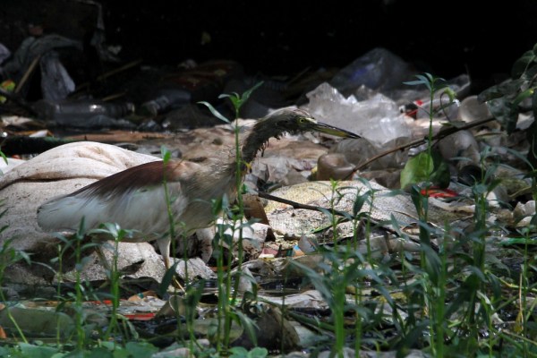 Indian Pond Heron in breeding plumage