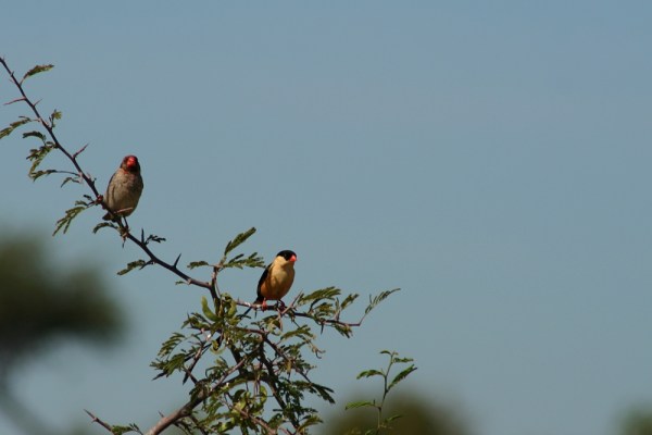 male and female Shaft-tailed Whydah