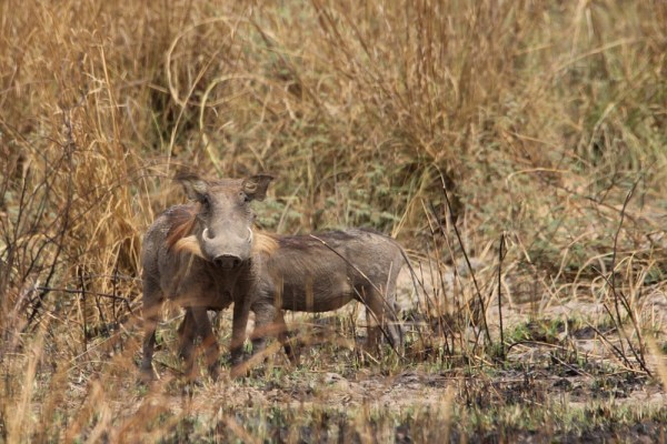 Warthogs in Pendjari National Park, Benin