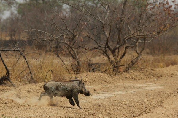 Warthog in Pendjari National Park, Benin