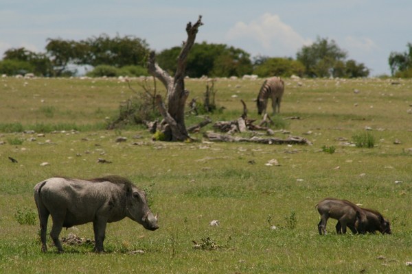 warthogs in Etosha National Park, Namibia