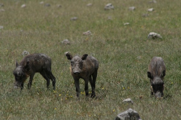 little warthogs