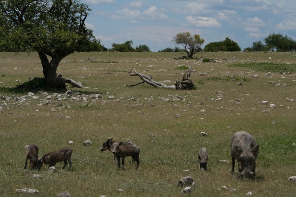 a warthog family