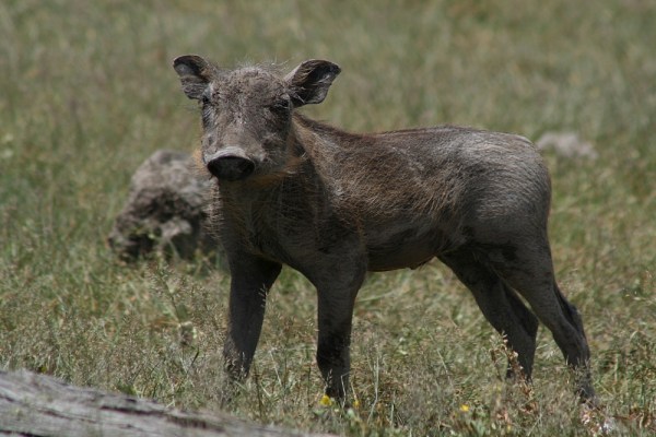 young warthog in Etosha National Park, Namibia