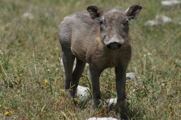 young warthog in Etosha National Park, Namibia
