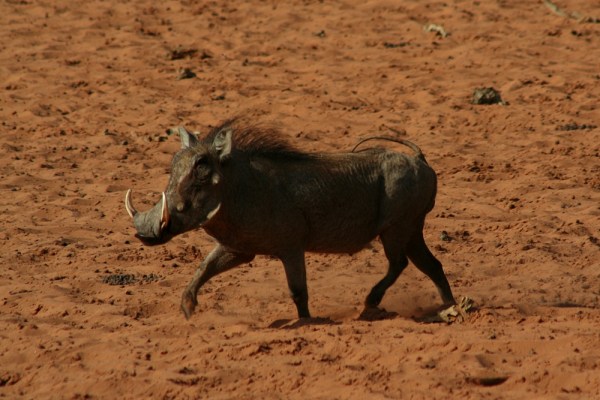 warthog on the Waterberg, Namibia