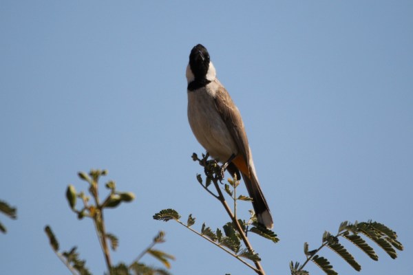 White-eared Bulbul