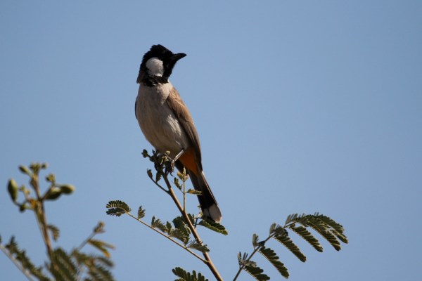 White-eared Bulbul