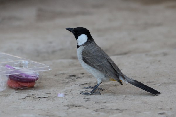White-eared Bulbul