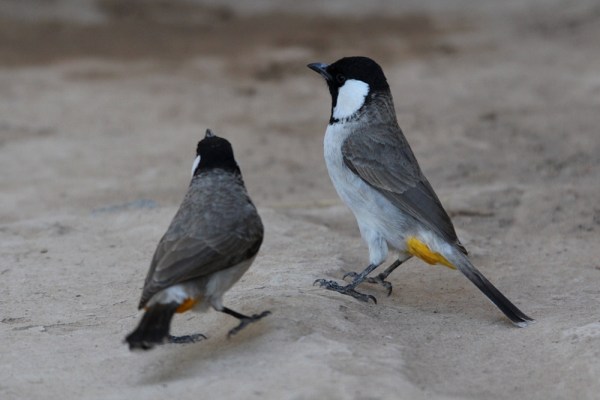 bulbuls