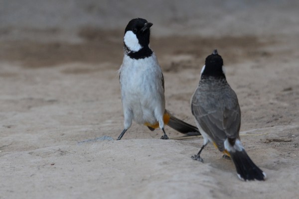 bulbuls