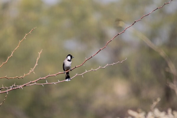 White-eared Bulbul