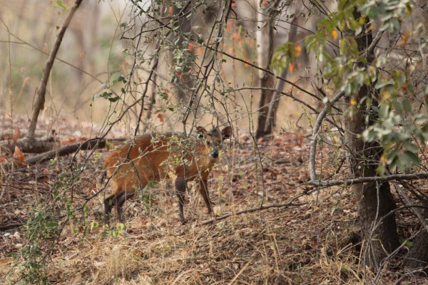 Red-flanked Duiker