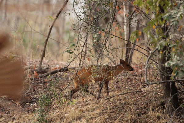 Red-flanked Duiker