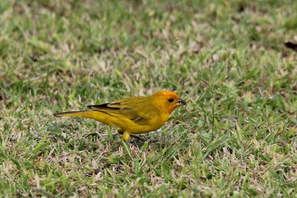 male Saffron Finch