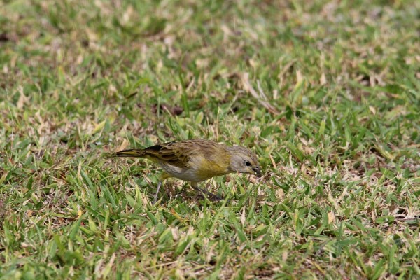 female Saffron Finch