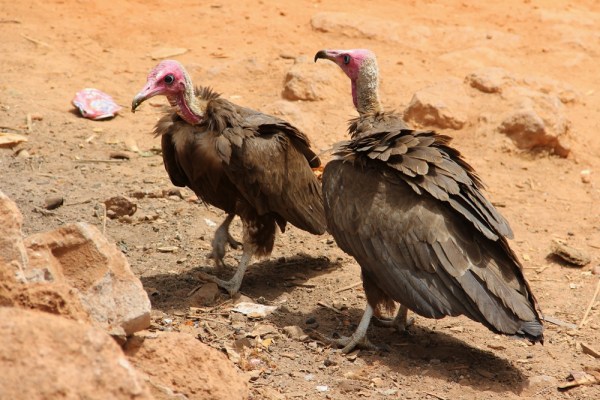 Hooded Vultures